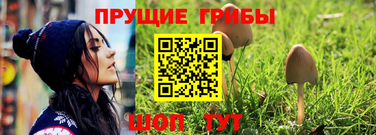 Галлюциногенные грибы Psilocybine cubensis Димитровград